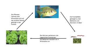 Prinzip des Stoffkreislaufs der Aquaponik