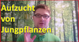 Aufzucht von Jungpflanzen